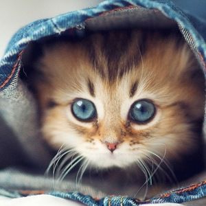 Meet your Posher, Madeleine